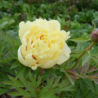 Paeonia 'Bartzella' (D - Yellow)